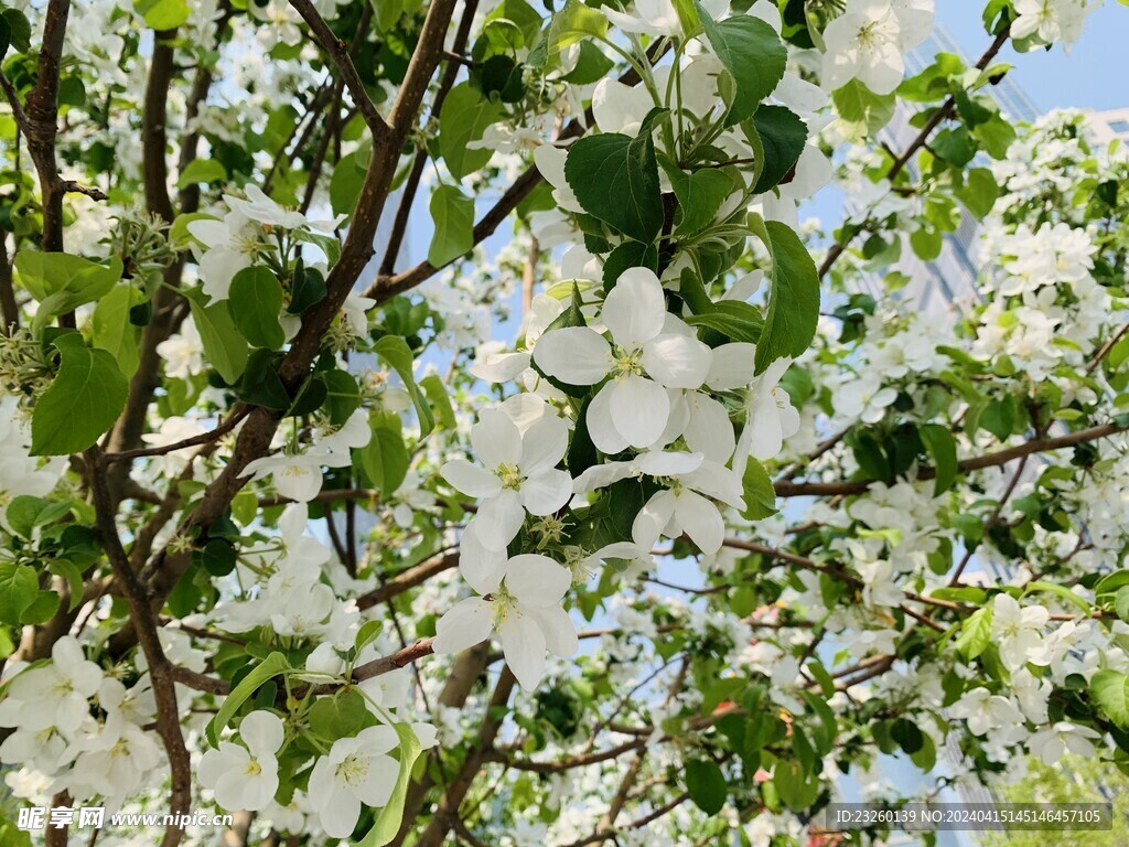 海棠花