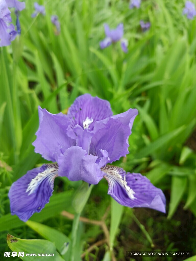 蓝色花朵 蓝紫色花 晨雾 花仙