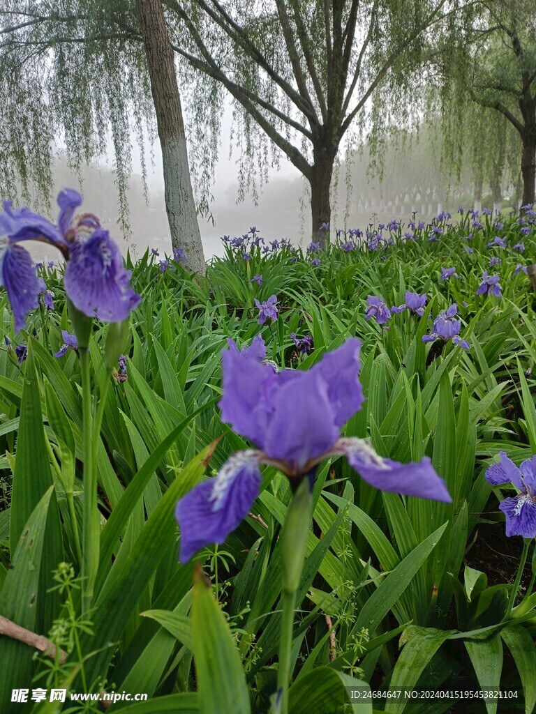 蓝色花朵 蓝紫色花 晨雾