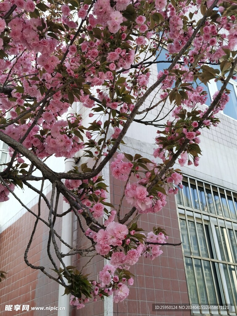 樱花