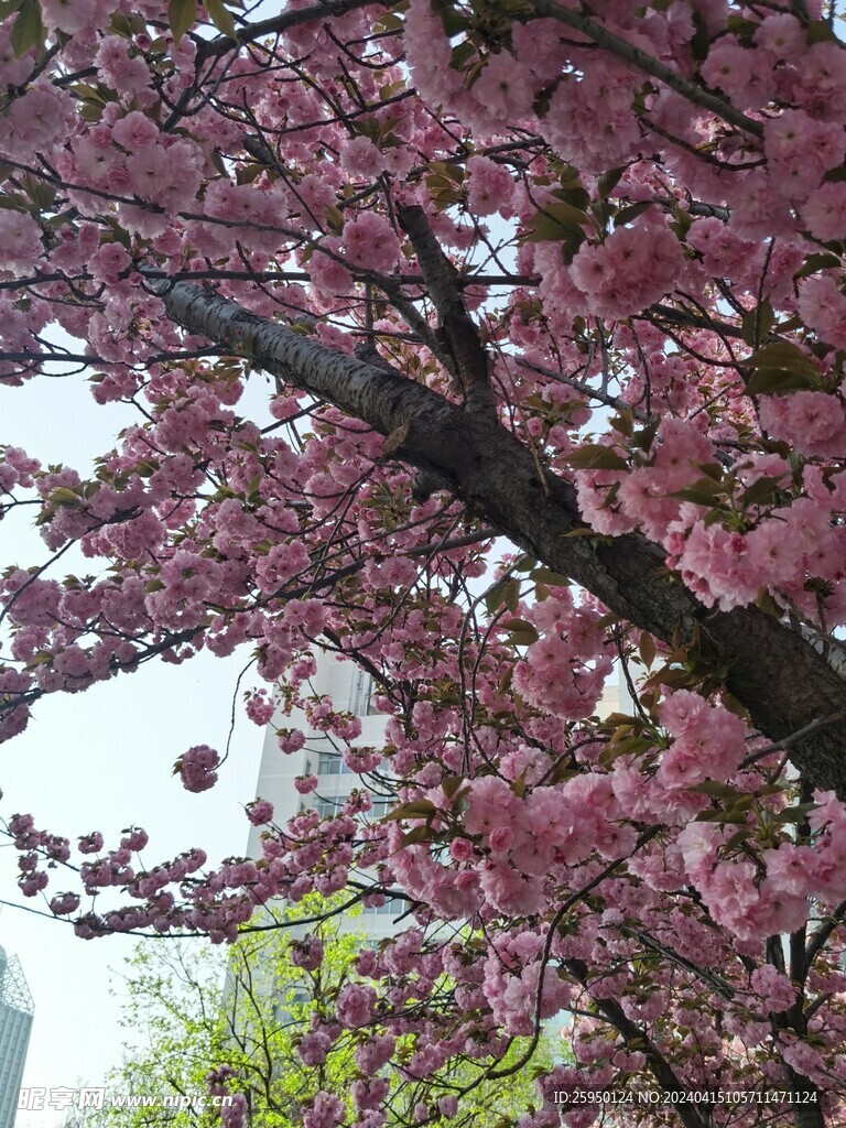 樱花