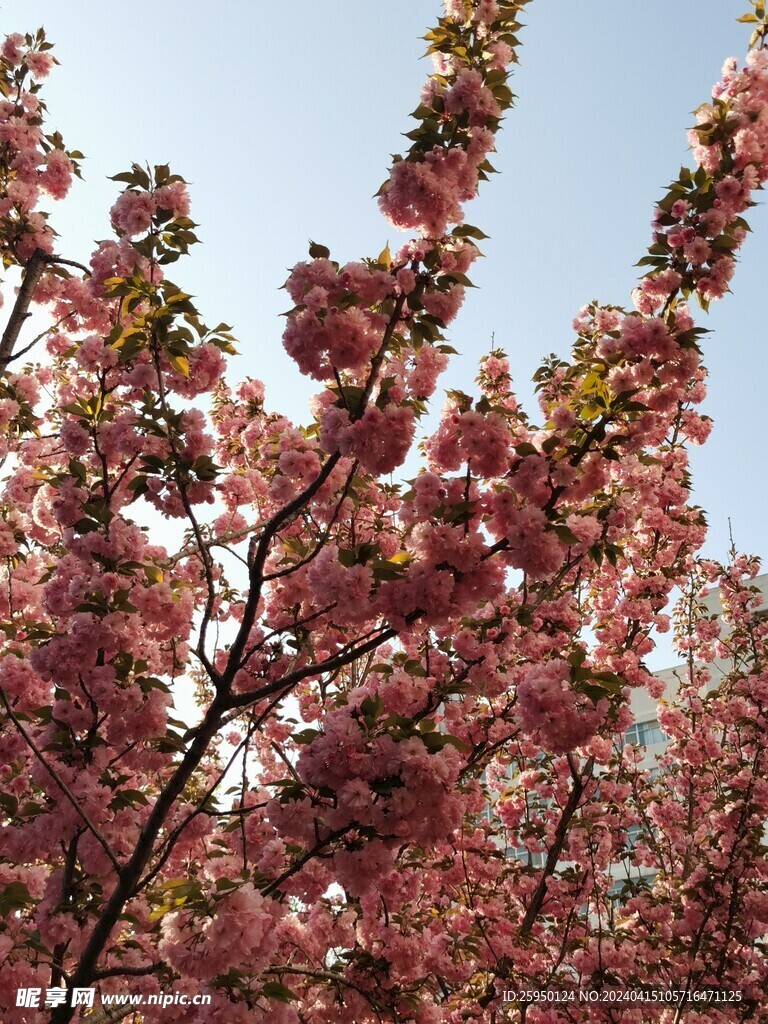 樱花树