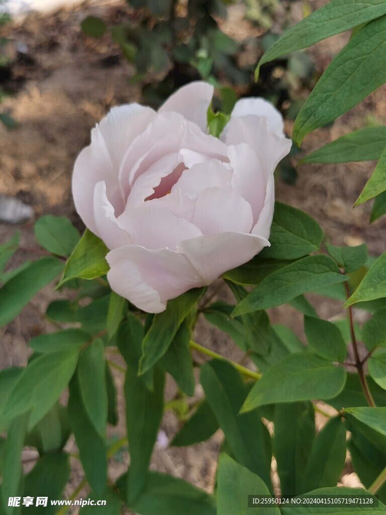 白牡丹