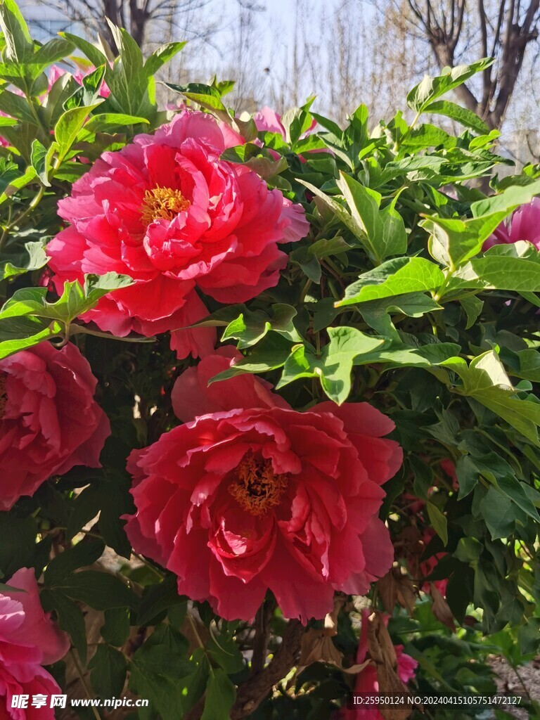 红牡丹