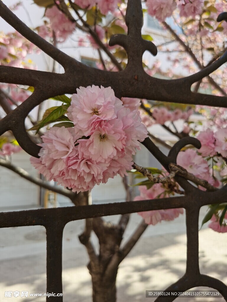 樱花