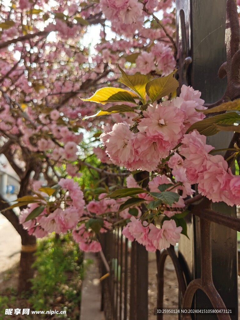 樱花树