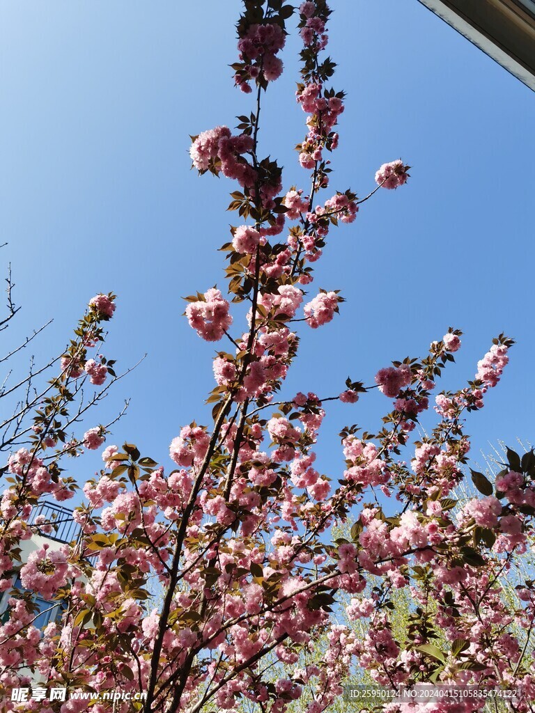 樱花花园 