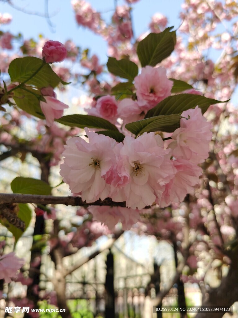 樱花