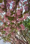 樱花树