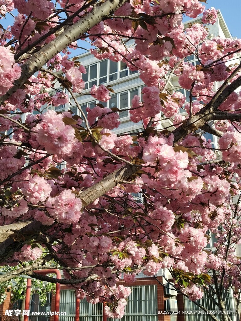 樱花树