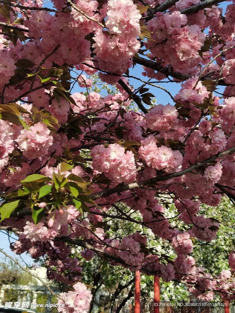 樱花树