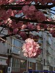 樱花树