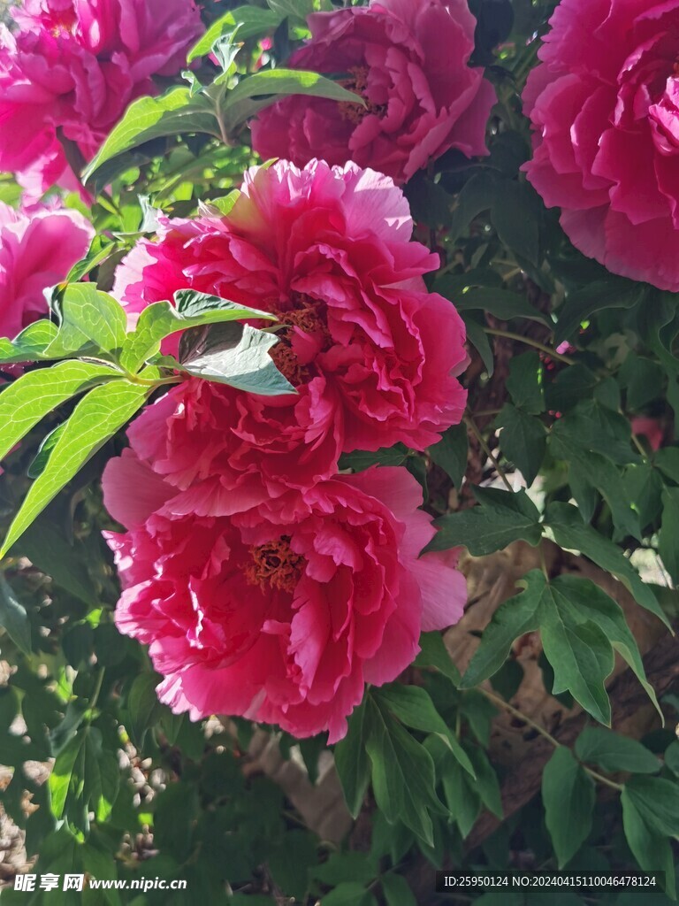 红牡丹