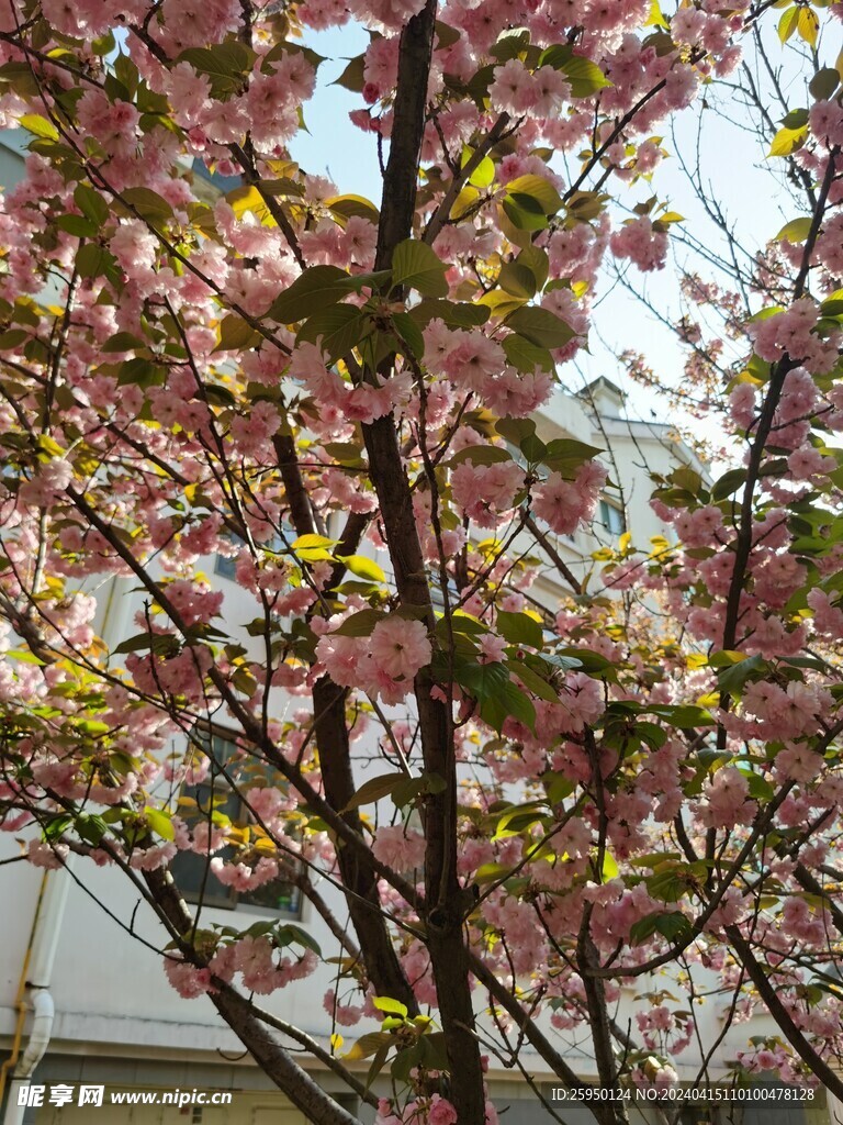 樱花
