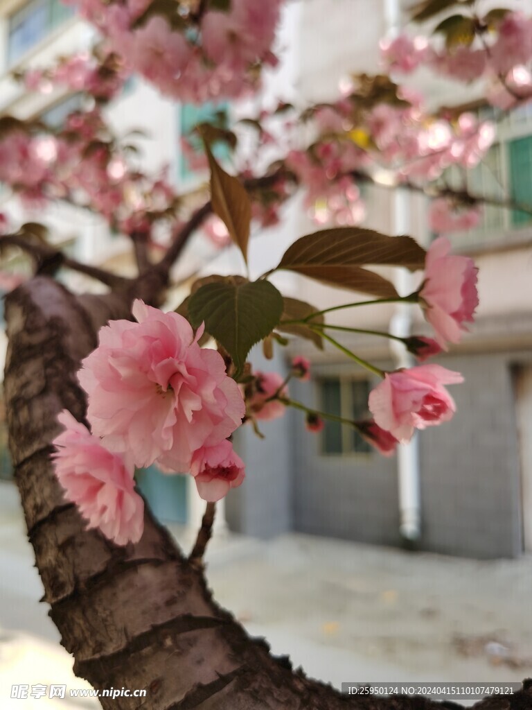 樱花