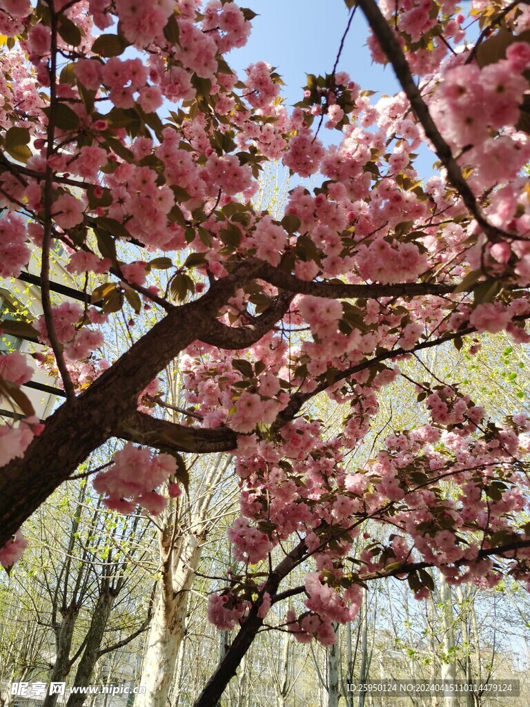 樱花