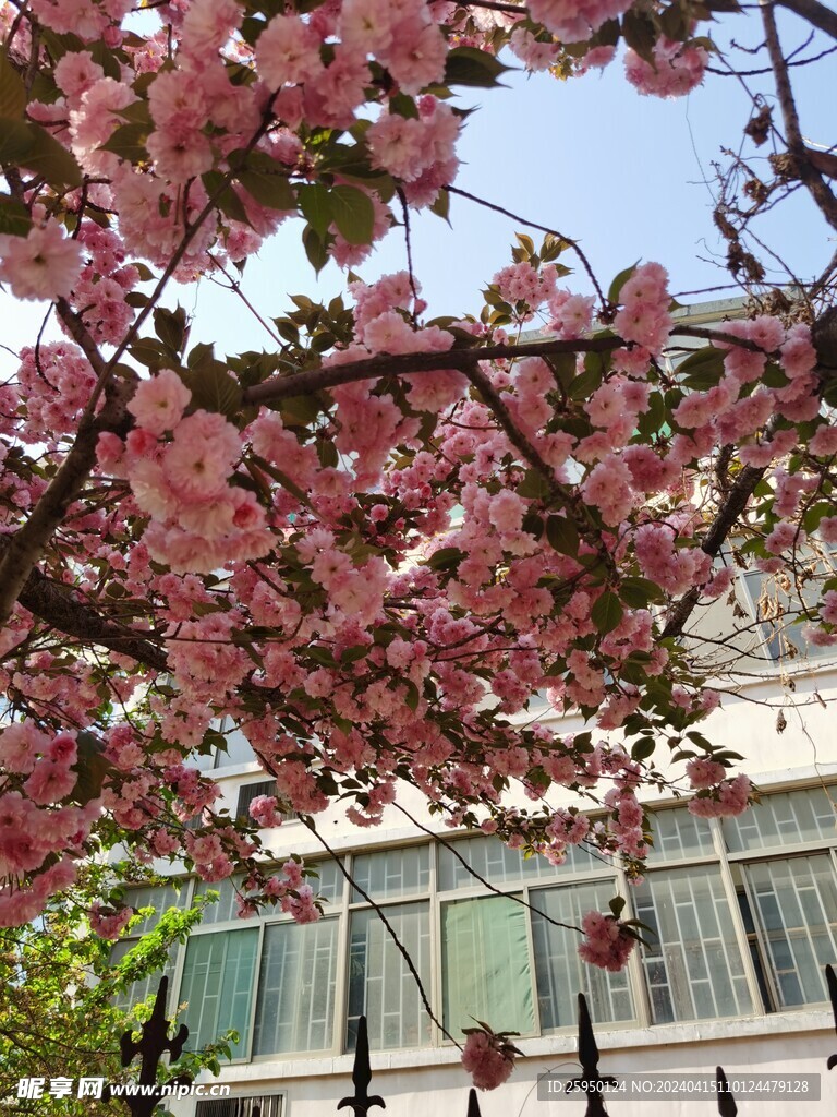 樱花
