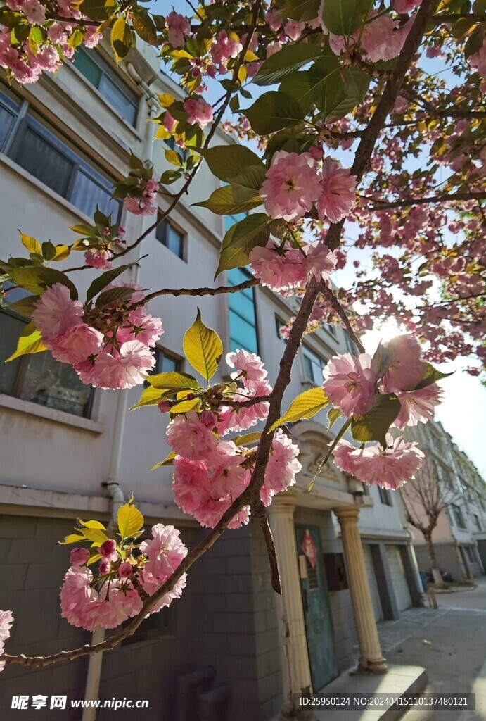 樱花树