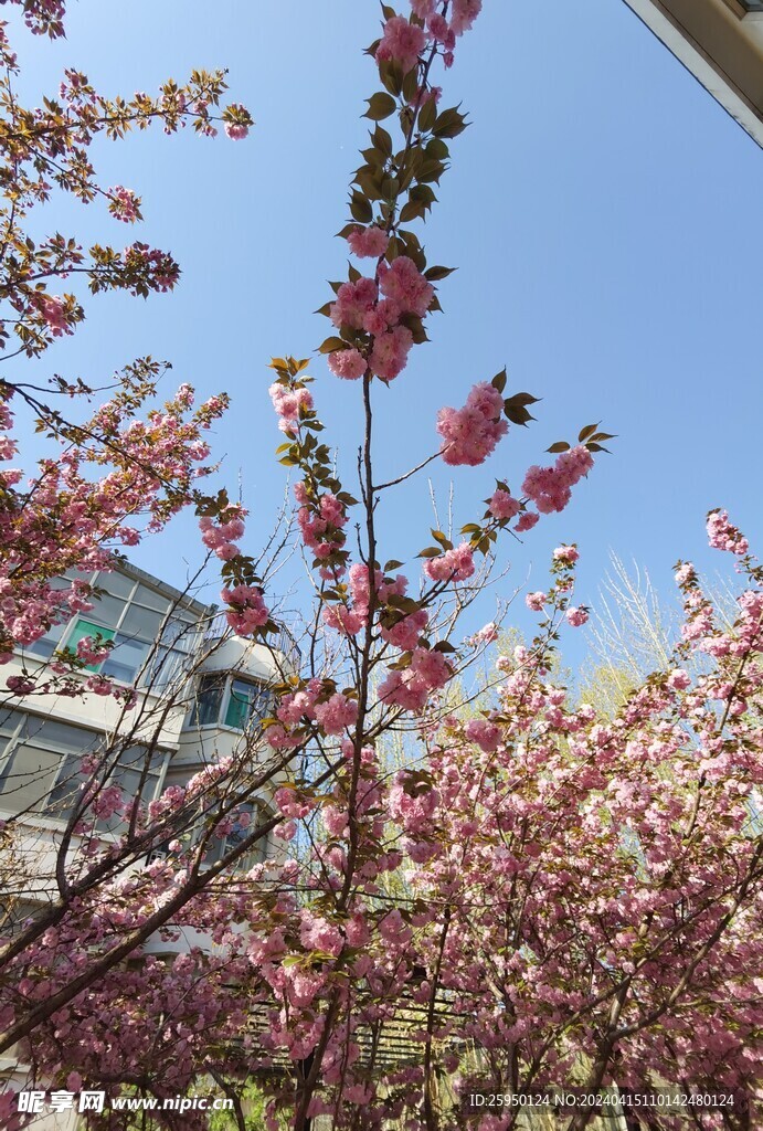 樱花