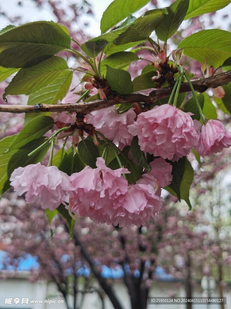 樱花