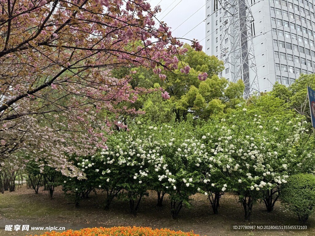 春天粉色白色樱花风景