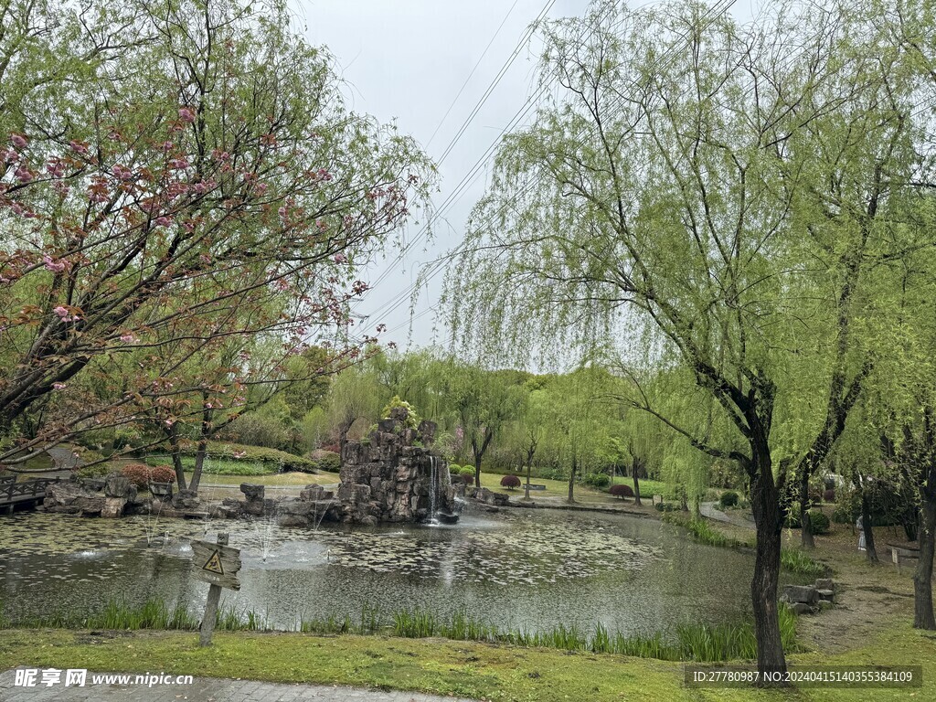 春天粉色白色樱花风景 喷泉 阴