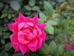 月季花