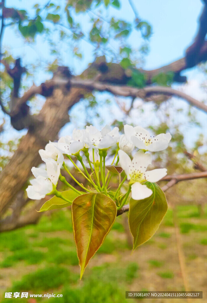 梨花