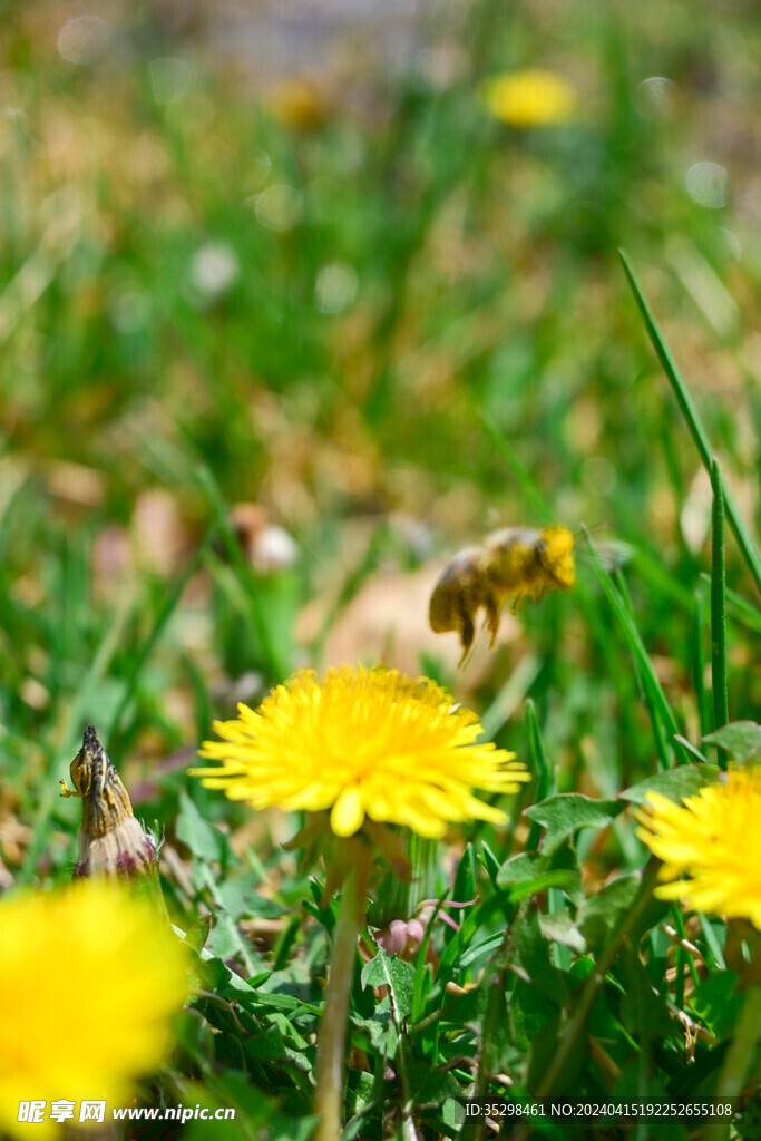 蜜蜂