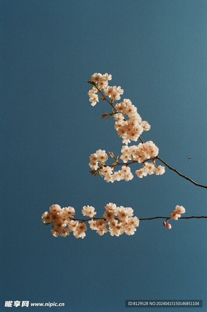 鲜花盛开