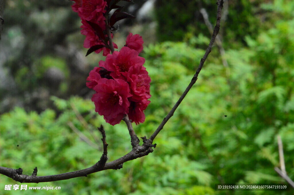 碧桃花