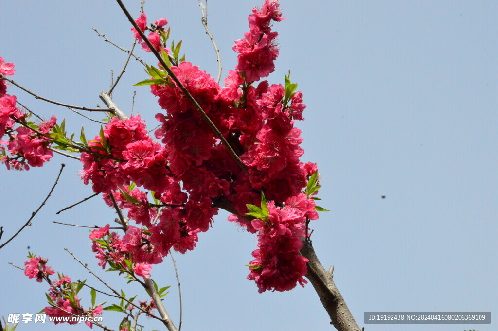 碧桃花 