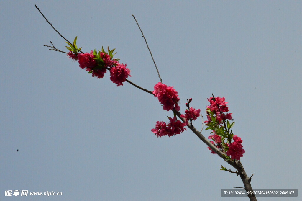 碧桃花