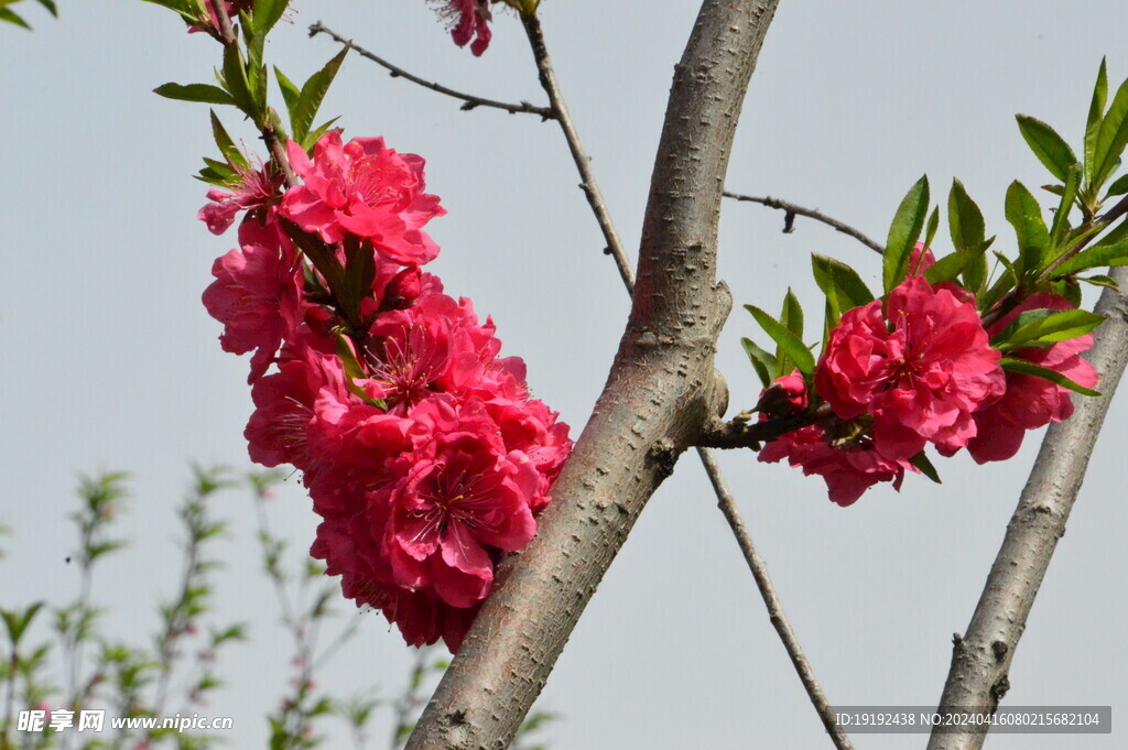 碧桃花