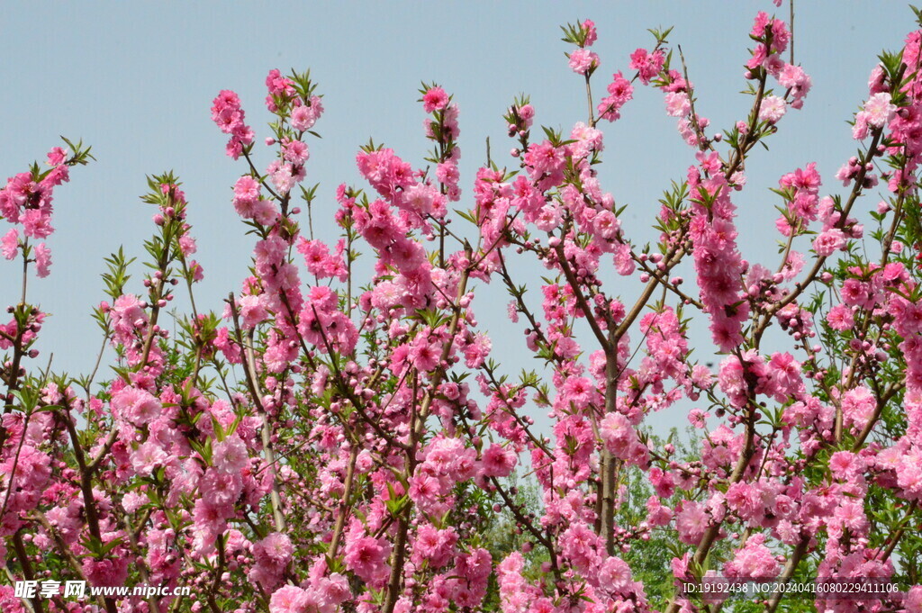 碧桃花 