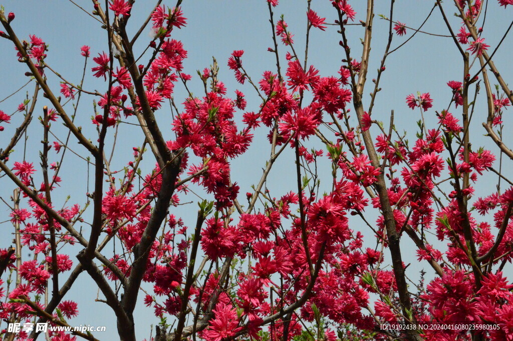 菊花桃