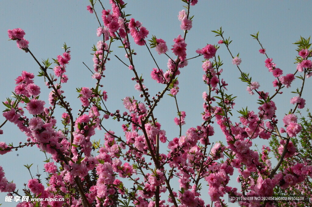 碧桃花 