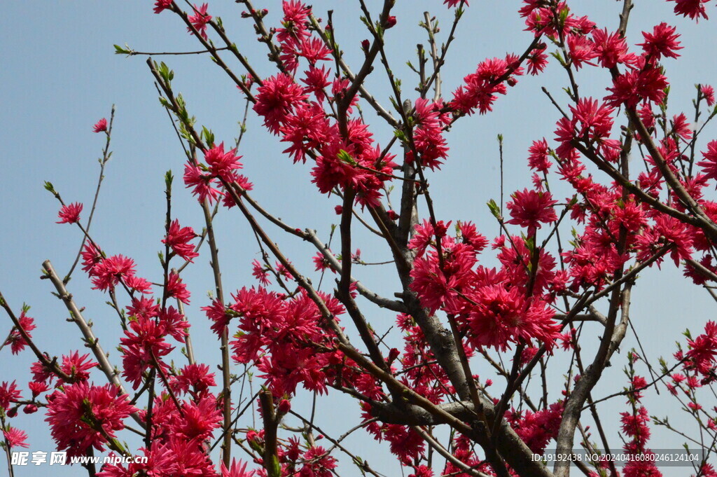 菊花桃  