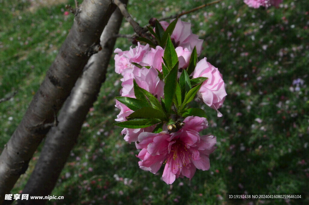 碧桃花 