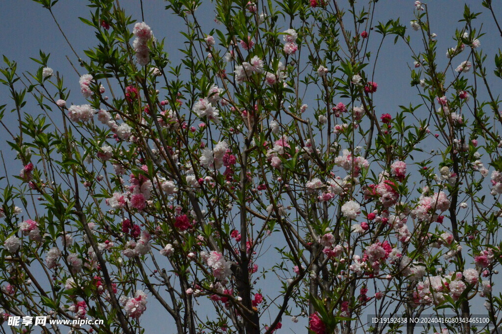 碧桃花 