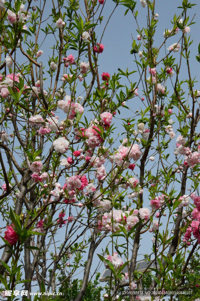 碧桃花 