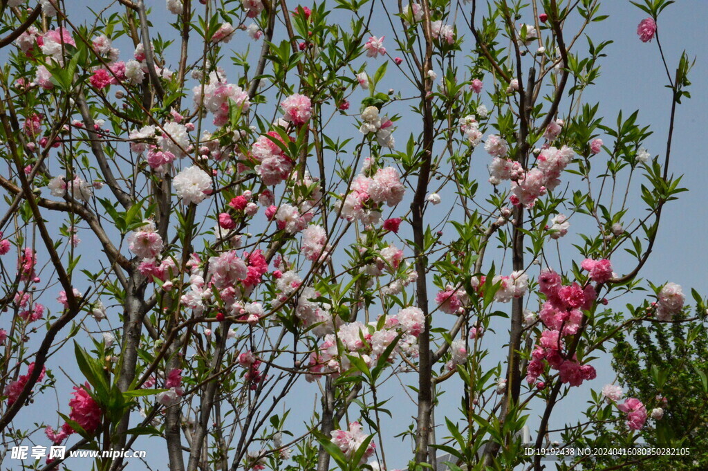 碧桃花 