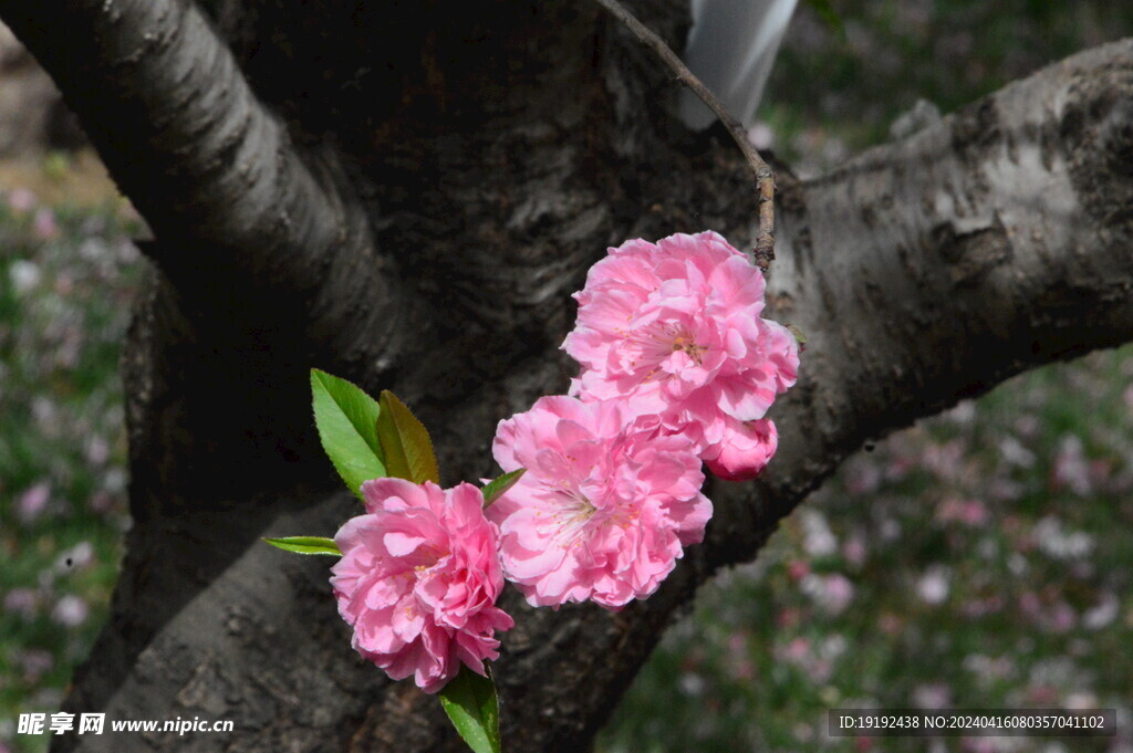 碧桃花 