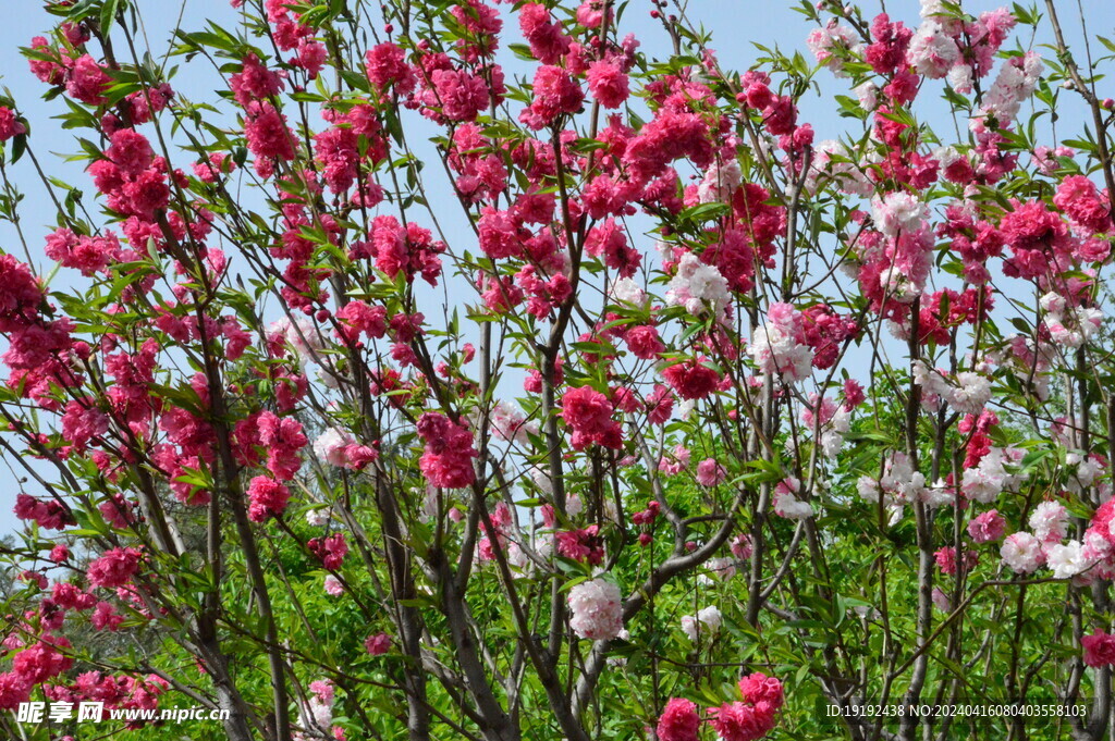 碧桃花 