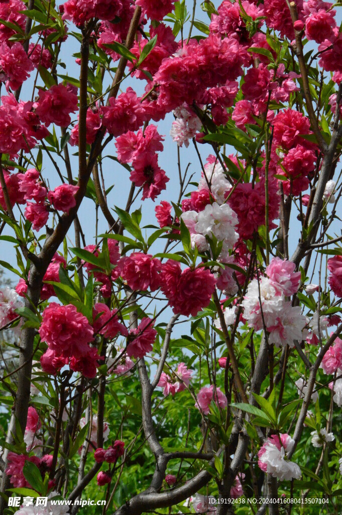碧桃花