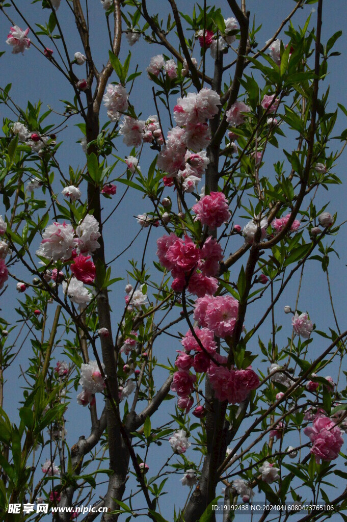 碧桃花