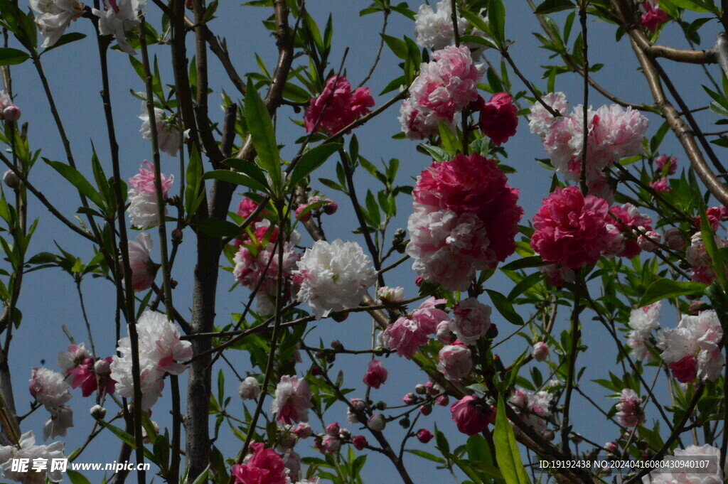 碧桃花