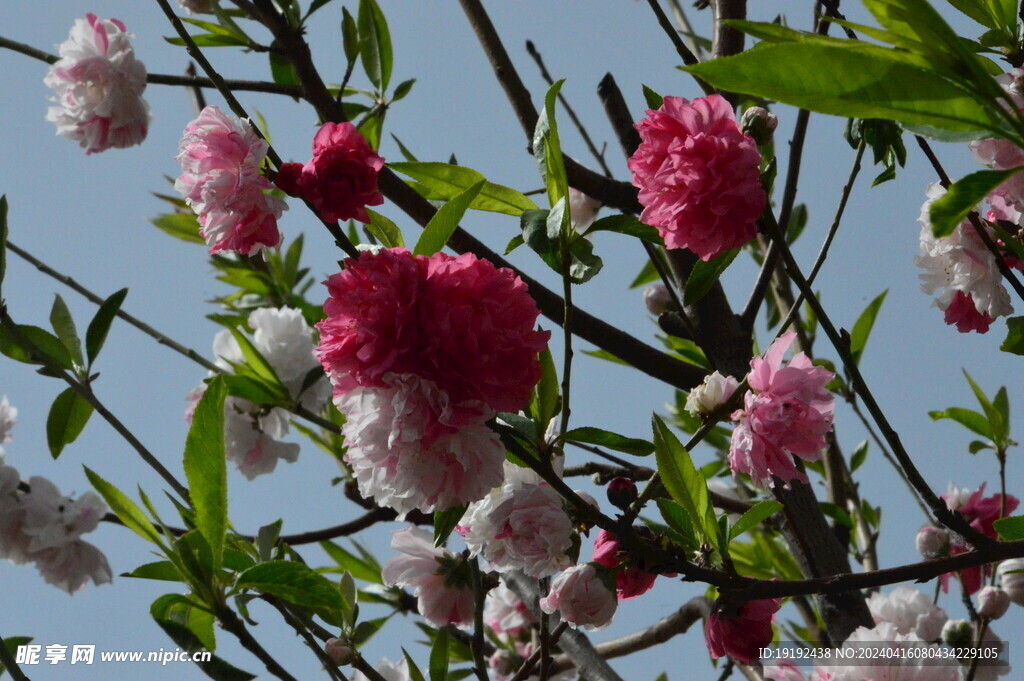 碧桃花 