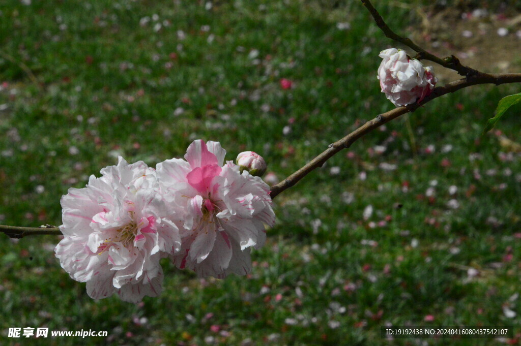 碧桃花