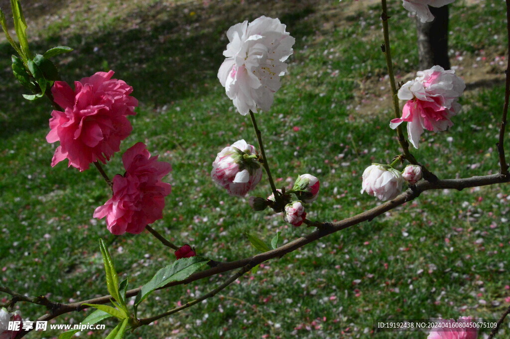 碧桃花 